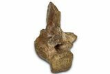 Cretaceous Fossil Crocodylomorph Vertebra - Montana #357045-1